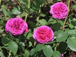 Nostalgie®-Edelrose 'Sophie Luise' ®