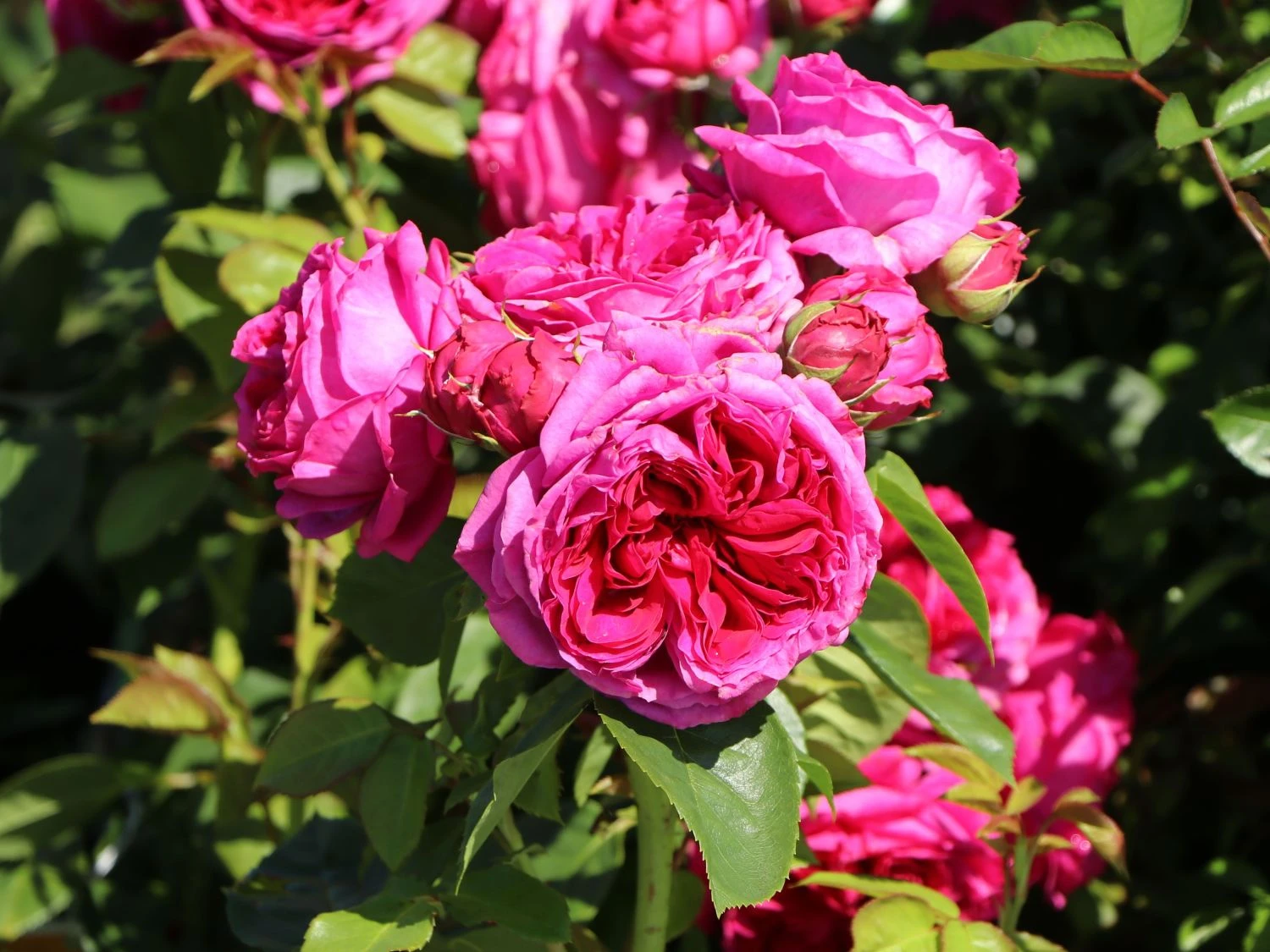 Nostalgie®-Edelrose 'Sophie Luise' ® 6 Nostalgie®-Edelrose 'Sophie Luise' ® – Bild 5