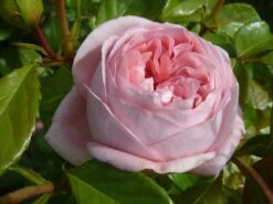 Nostalgie®-Edelrose 'Voyage' ® -Angebote Blumen Takt Store nostalgie edelrose voyage m094363 w 0