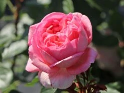 Nostalgie®-Edelrose 'Voyage' ® -Angebote Blumen Takt Store nostalgie edelrose voyage m094363 w 3