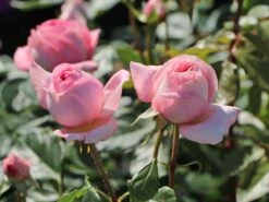 Nostalgie®-Edelrose 'Voyage' ® -Angebote Blumen Takt Store nostalgie edelrose voyage m094363 w 5