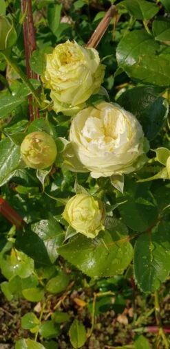 Nostalgie®-Edelrose 'Wedding Piano' ® 28 Nostalgie®-Edelrose 'Wedding Piano' ® -Angebote Blumen Takt Store nostalgie edelrose wedding piano m094375 193676 0