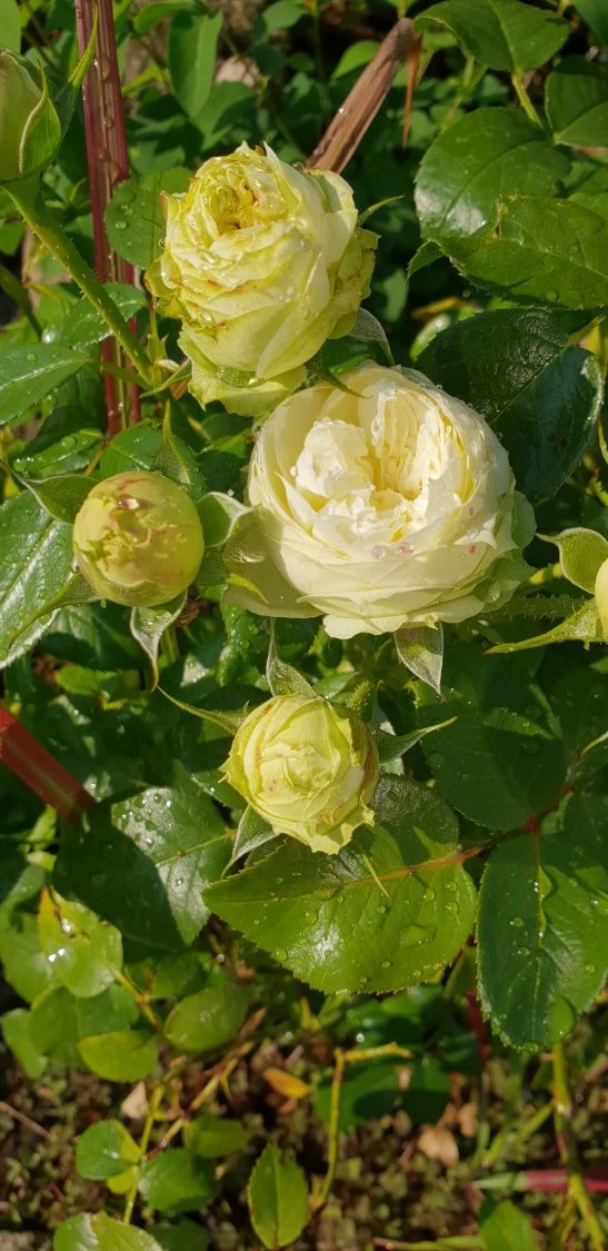 Nostalgie®-Edelrose 'Wedding Piano' ® 15 Nostalgie®-Edelrose 'Wedding Piano' ® – Bild 14