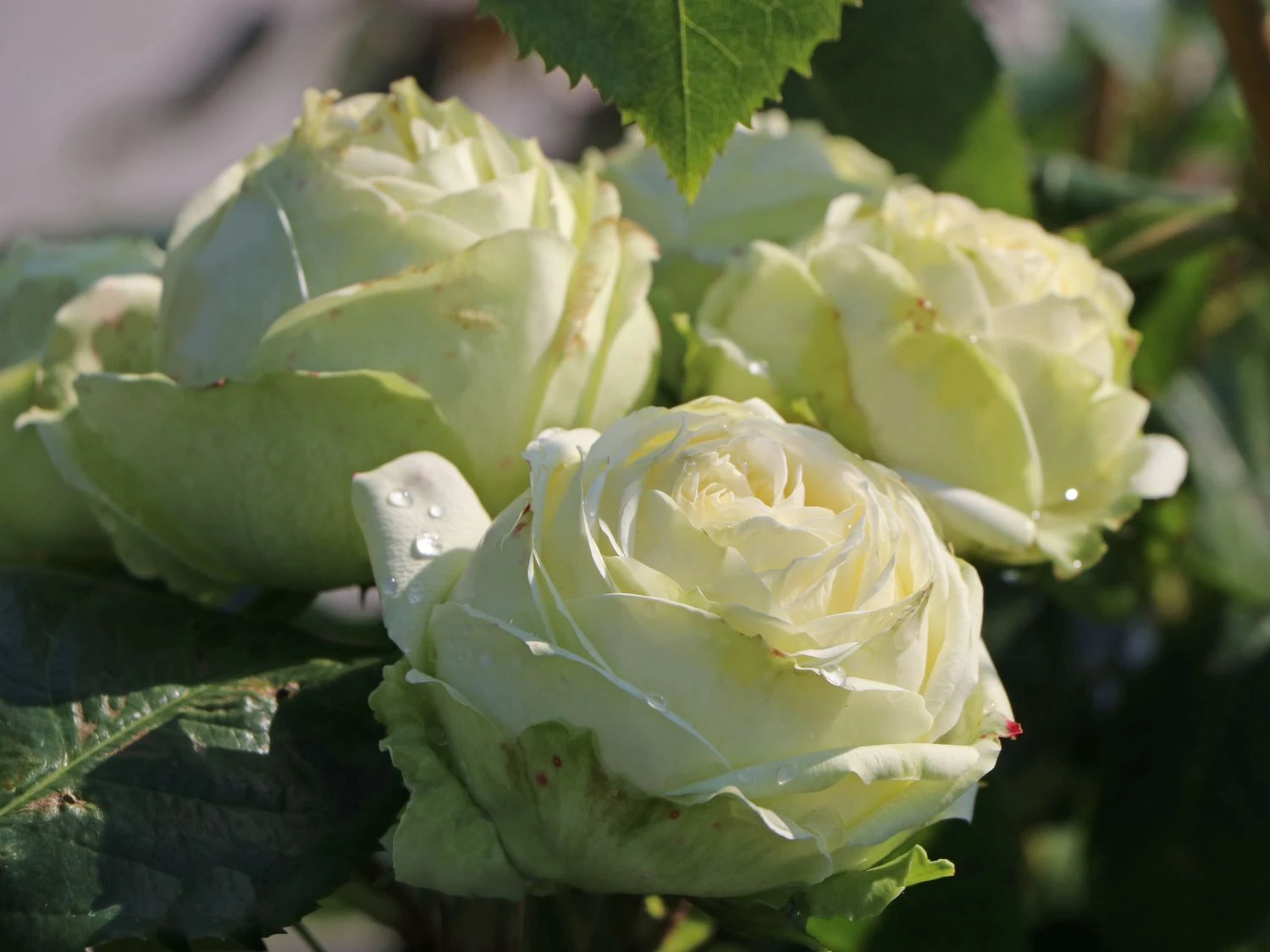 Nostalgie®-Edelrose 'Wedding Piano' ® 2 Nostalgie®-Edelrose 'Wedding Piano' ®