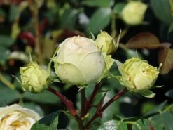 Nostalgie®-Edelrose 'Wedding Piano' ® 23 Nostalgie®-Edelrose 'Wedding Piano' ® -Angebote Blumen Takt Store nostalgie edelrose wedding piano m094375 w 0