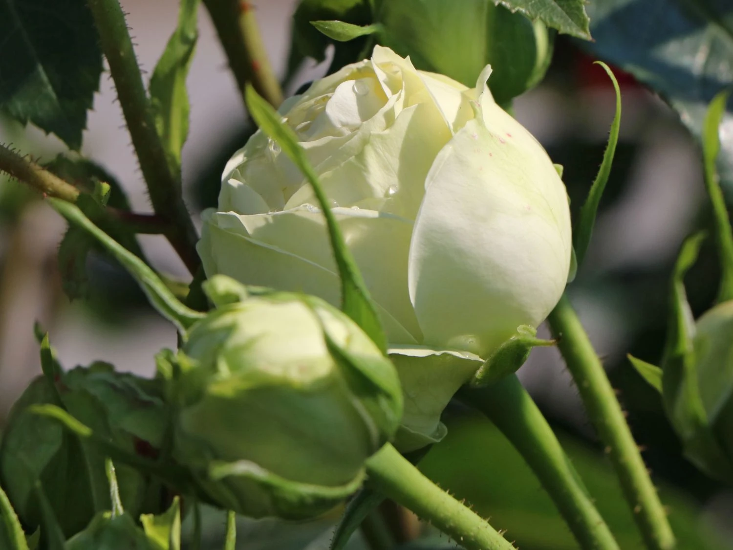 Nostalgie®-Edelrose 'Wedding Piano' ® 6 Nostalgie®-Edelrose 'Wedding Piano' ® – Bild 5