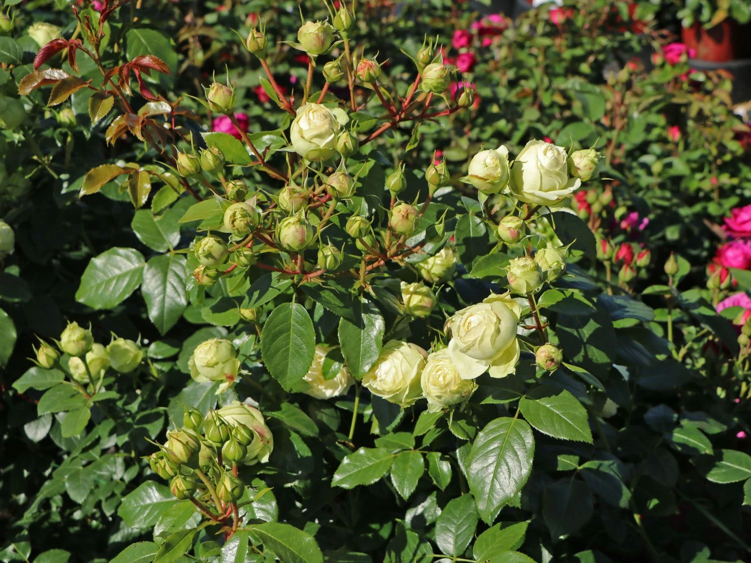 Nostalgie®-Edelrose 'Wedding Piano' ® 4 Nostalgie®-Edelrose 'Wedding Piano' ® – Bild 3