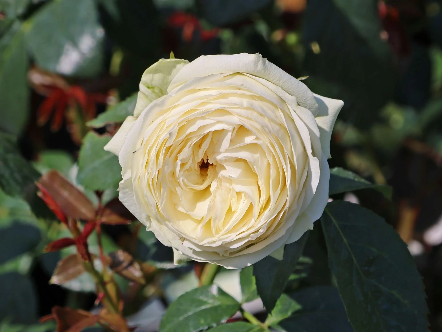 Nostalgie®-Edelrose 'Wedding Piano' ® 12 Nostalgie®-Edelrose 'Wedding Piano' ® – Bild 11