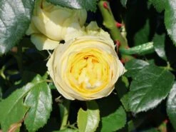 Nostalgie®-Edelrose 'Wedding Piano' ® 18 Nostalgie®-Edelrose 'Wedding Piano' ® -Angebote Blumen Takt Store nostalgie edelrose wedding piano m094375 w 2