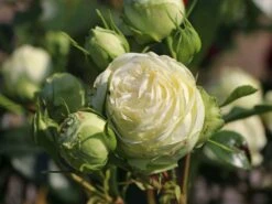 Nostalgie®-Edelrose 'Wedding Piano' ® 21 Nostalgie®-Edelrose 'Wedding Piano' ® -Angebote Blumen Takt Store nostalgie edelrose wedding piano m094375 w 3