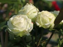 Nostalgie®-Edelrose 'Wedding Piano' ® 20 Nostalgie®-Edelrose 'Wedding Piano' ® -Angebote Blumen Takt Store nostalgie edelrose wedding piano m094375 w 4