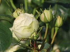 Nostalgie®-Edelrose 'Wedding Piano' ® 24 Nostalgie®-Edelrose 'Wedding Piano' ® -Angebote Blumen Takt Store nostalgie edelrose wedding piano m094375 w 5