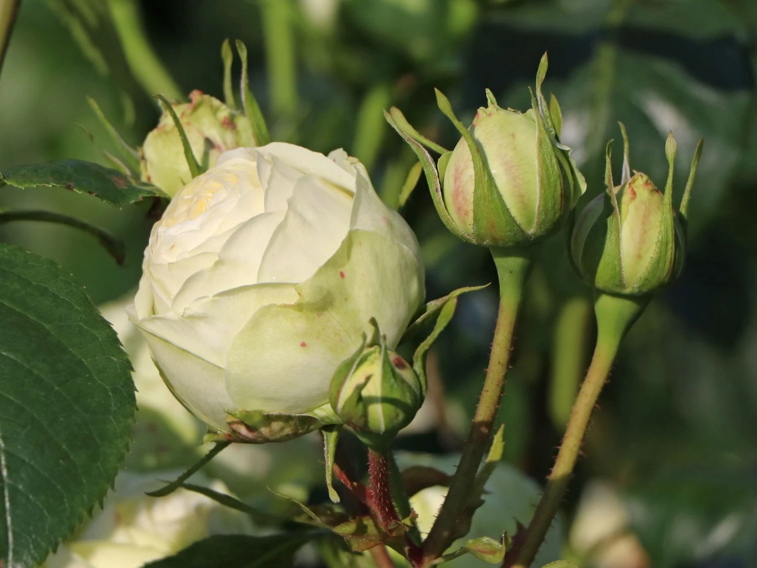 Nostalgie®-Edelrose 'Wedding Piano' ® 11 Nostalgie®-Edelrose 'Wedding Piano' ® – Bild 10