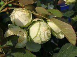 Nostalgie®-Edelrose 'Wedding Piano' ® 22 Nostalgie®-Edelrose 'Wedding Piano' ® -Angebote Blumen Takt Store nostalgie edelrose wedding piano m094375 w 6