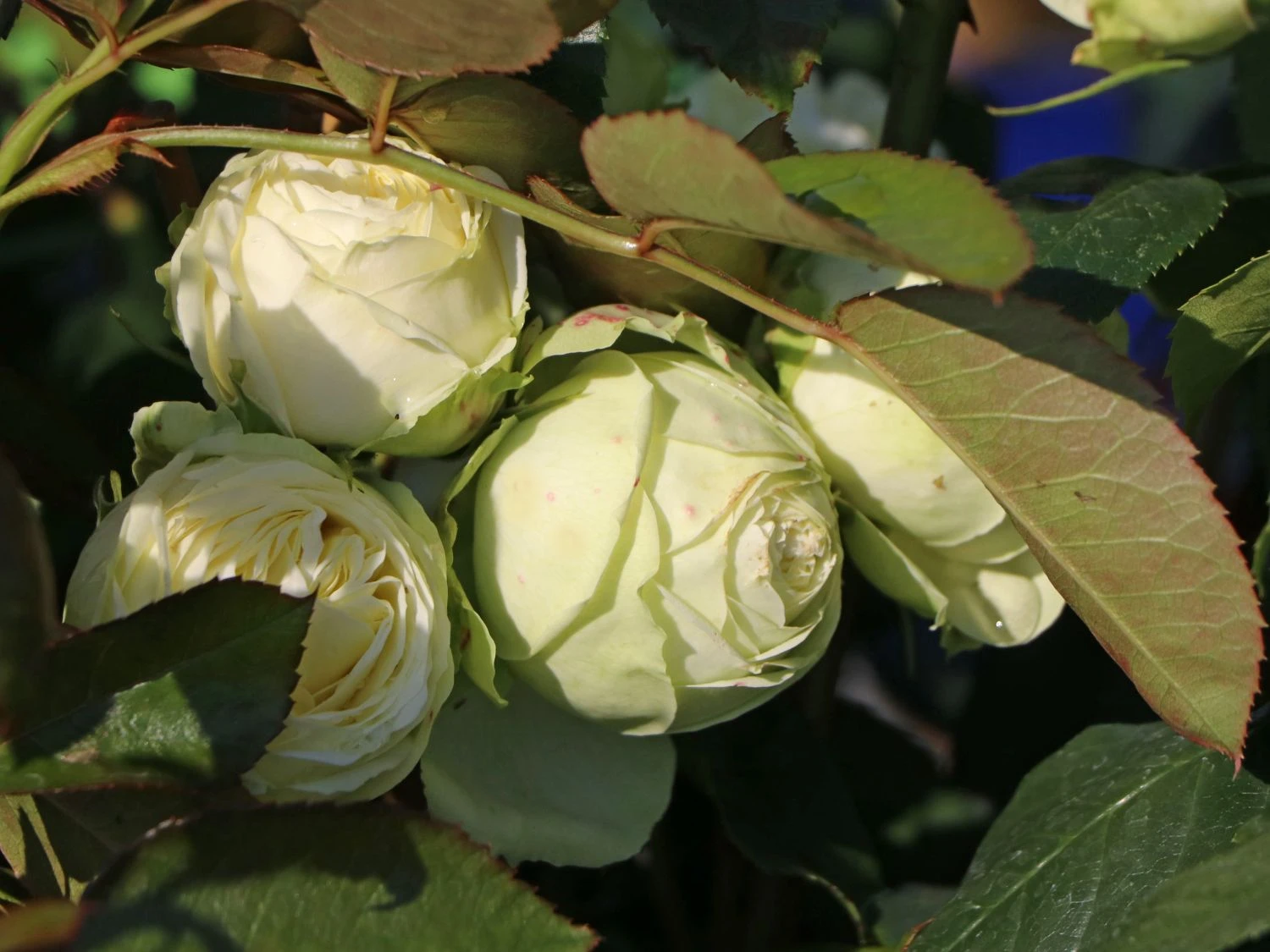 Nostalgie®-Edelrose 'Wedding Piano' ® 9 Nostalgie®-Edelrose 'Wedding Piano' ® – Bild 8