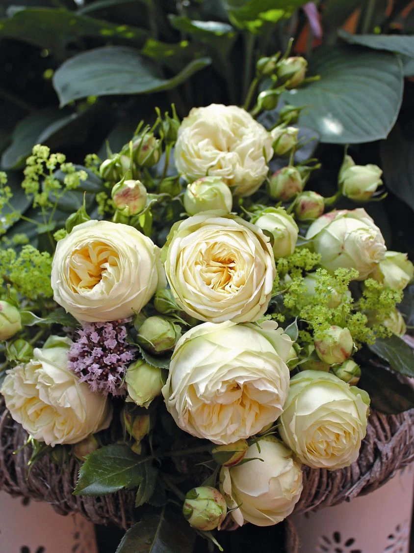 Nostalgie®-Edelrose 'Wedding Piano' ® 13 Nostalgie®-Edelrose 'Wedding Piano' ® – Bild 12