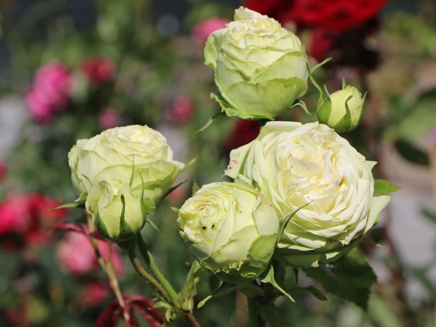 Nostalgie®-Edelrose 'Wedding Piano' ® 3 Nostalgie®-Edelrose 'Wedding Piano' ® – Bild 2