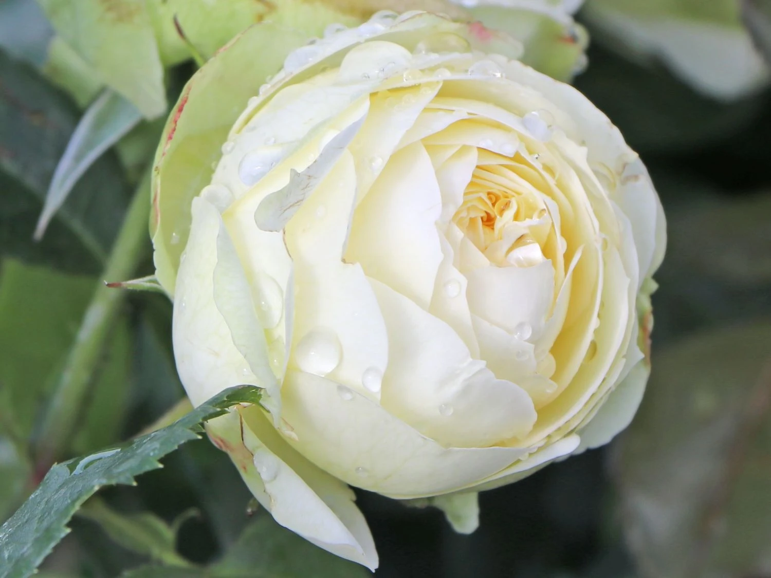 Nostalgie®-Edelrose 'Wedding Piano' ® 14 Nostalgie®-Edelrose 'Wedding Piano' ® – Bild 13