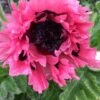 Orientalischer Klatschmohn 'Pink Perfection'