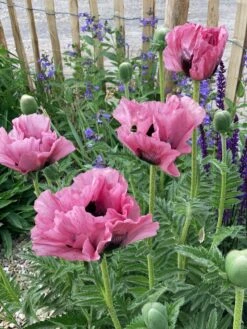 Orientalischer Klatschmohn 'Pink Perfection' -Angebote Blumen Takt Store orientalischer klatschmohn pink perfection m117836 w 0