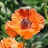 Orientalischer Mohn 'Harvest Moon' -Angebote Blumen Takt Store orientalischer mohn harvest moon m075984 h 0