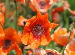 Orientalischer Mohn 'Harvest Moon' -Angebote Blumen Takt Store orientalischer mohn harvest moon m075984 w 0
