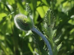 Orientalischer Mohn 'Harvest Moon' -Angebote Blumen Takt Store orientalischer mohn harvest moon m075984 w 1