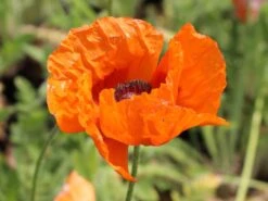 Orientalischer Mohn 'Harvest Moon' -Angebote Blumen Takt Store orientalischer mohn harvest moon m075984 w 2