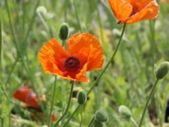 Orientalischer Mohn 'Harvest Moon' -Angebote Blumen Takt Store orientalischer mohn harvest moon m075984 w 3