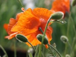 Orientalischer Mohn 'Harvest Moon' -Angebote Blumen Takt Store orientalischer mohn harvest moon m075984 w 4