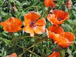 Orientalischer Mohn 'Harvest Moon' -Angebote Blumen Takt Store orientalischer mohn harvest moon m075984 w 5