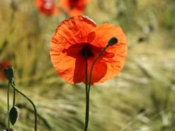 Orientalischer Mohn 'Harvest Moon' -Angebote Blumen Takt Store orientalischer mohn harvest moon m075984 w 6