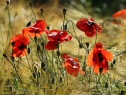 Orientalischer Mohn 'Harvest Moon' -Angebote Blumen Takt Store orientalischer mohn harvest moon m075984 w 7