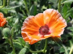 Orientalischer Mohn 'Harvest Moon' -Angebote Blumen Takt Store orientalischer mohn harvest moon m075984 w 8