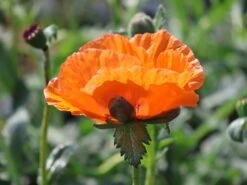 Orientalischer Mohn 'Harvest Moon' -Angebote Blumen Takt Store orientalischer mohn harvest moon m075984 w 9