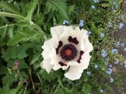 Orientalischer Mohn 'Perry's White' -Angebote Blumen Takt Store orientalischer mohn perrys white m012453 643450 0