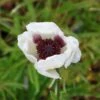 Orientalischer Mohn 'Perry's White' -Angebote Blumen Takt Store orientalischer mohn perrys white m012453 h 0