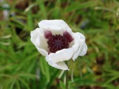 Orientalischer Mohn 'Perry's White'