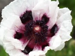 Orientalischer Mohn 'Perry's White' -Angebote Blumen Takt Store orientalischer mohn perrys white m012453 w 0