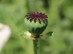 Orientalischer Mohn 'Perry's White' -Angebote Blumen Takt Store orientalischer mohn perrys white m012453 w 2