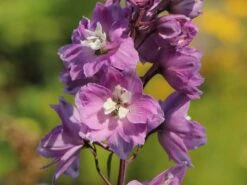 Pacific-Rittersporn 'Astolat' -Angebote Blumen Takt Store pacific rittersporn astolat m001602 w 0