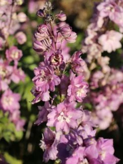 Pacific-Rittersporn 'Astolat' -Angebote Blumen Takt Store pacific rittersporn astolat m001602 w 1