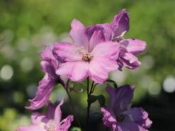 Pacific-Rittersporn 'Astolat' -Angebote Blumen Takt Store pacific rittersporn astolat m001602 w 2