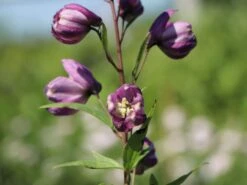 Pacific-Rittersporn 'Astolat' -Angebote Blumen Takt Store pacific rittersporn astolat m001602 w 3