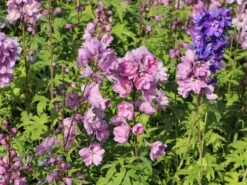 Pacific-Rittersporn 'Astolat' -Angebote Blumen Takt Store pacific rittersporn astolat m001602 w 4