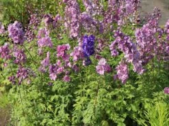 Pacific-Rittersporn 'Astolat' -Angebote Blumen Takt Store pacific rittersporn astolat m001602 w 5