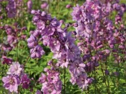 Pacific-Rittersporn 'Astolat' -Angebote Blumen Takt Store pacific rittersporn astolat m001602 w 6