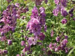 Pacific-Rittersporn 'Astolat' -Angebote Blumen Takt Store pacific rittersporn astolat m001602 w 7