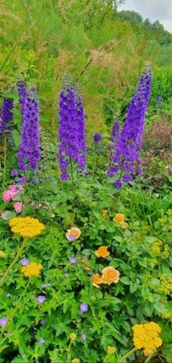 Pacific-Rittersporn 'Black Knight' -Angebote Blumen Takt Store pacific rittersporn black knight m003406 743907 1