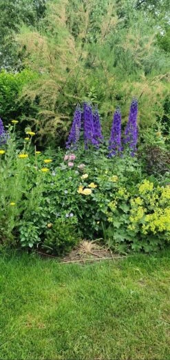 Pacific-Rittersporn 'Black Knight' -Angebote Blumen Takt Store pacific rittersporn black knight m003406 743907 2